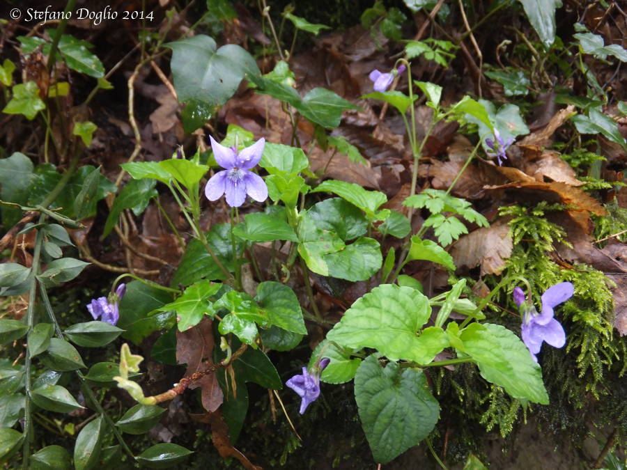 Viola reichenbachiana / Viola silvestre
